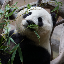 Panda Eating Bamboo